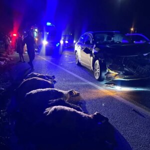 erzincanda suv aracin carptigi hayvanlar telef oldu OQYHgDUb