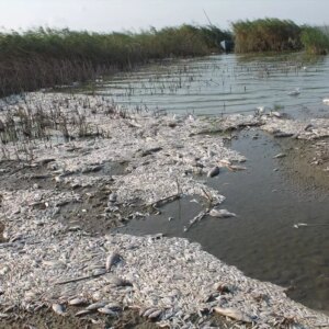 manyas golunde balik olumleri HwAuHyuQ