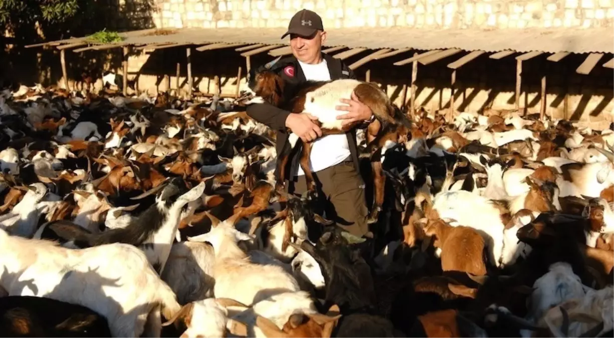 gonullu dernekten afrikaya sut kecisi destegi 19e3JsFp