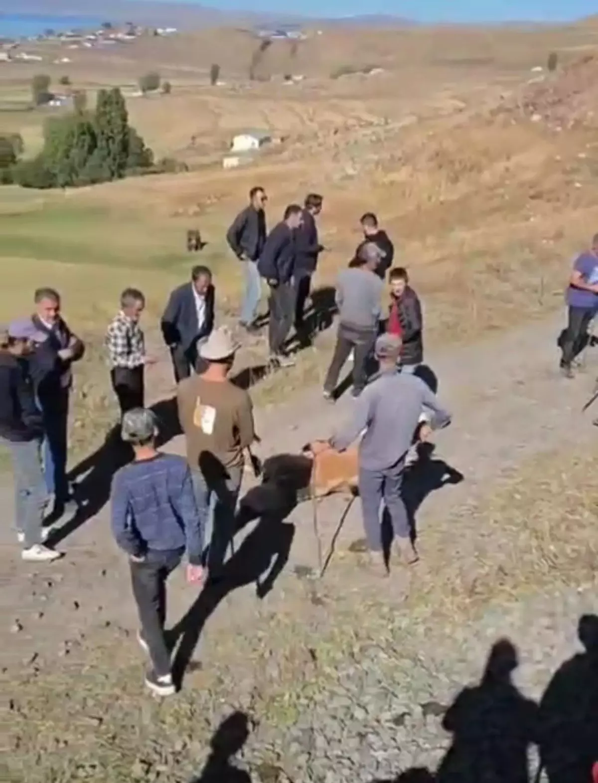 tren inek surusune carpti 5 olu 84yArvtB