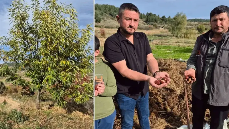 kazanci yuksek ama isci bulamiyorlar denizlide hasat basladi her yerden talep yagiyor s7khKINH.webp