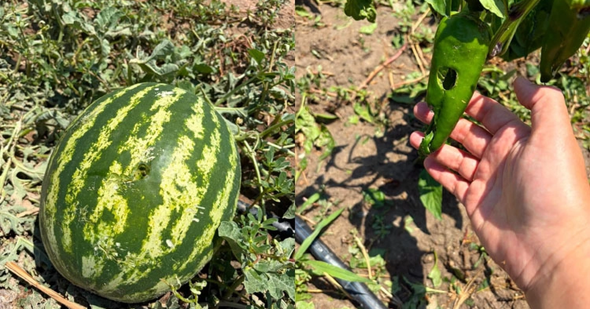 Ipsalada dolu felaketi tarim arazileri zarar gordu mJ6DdSAw